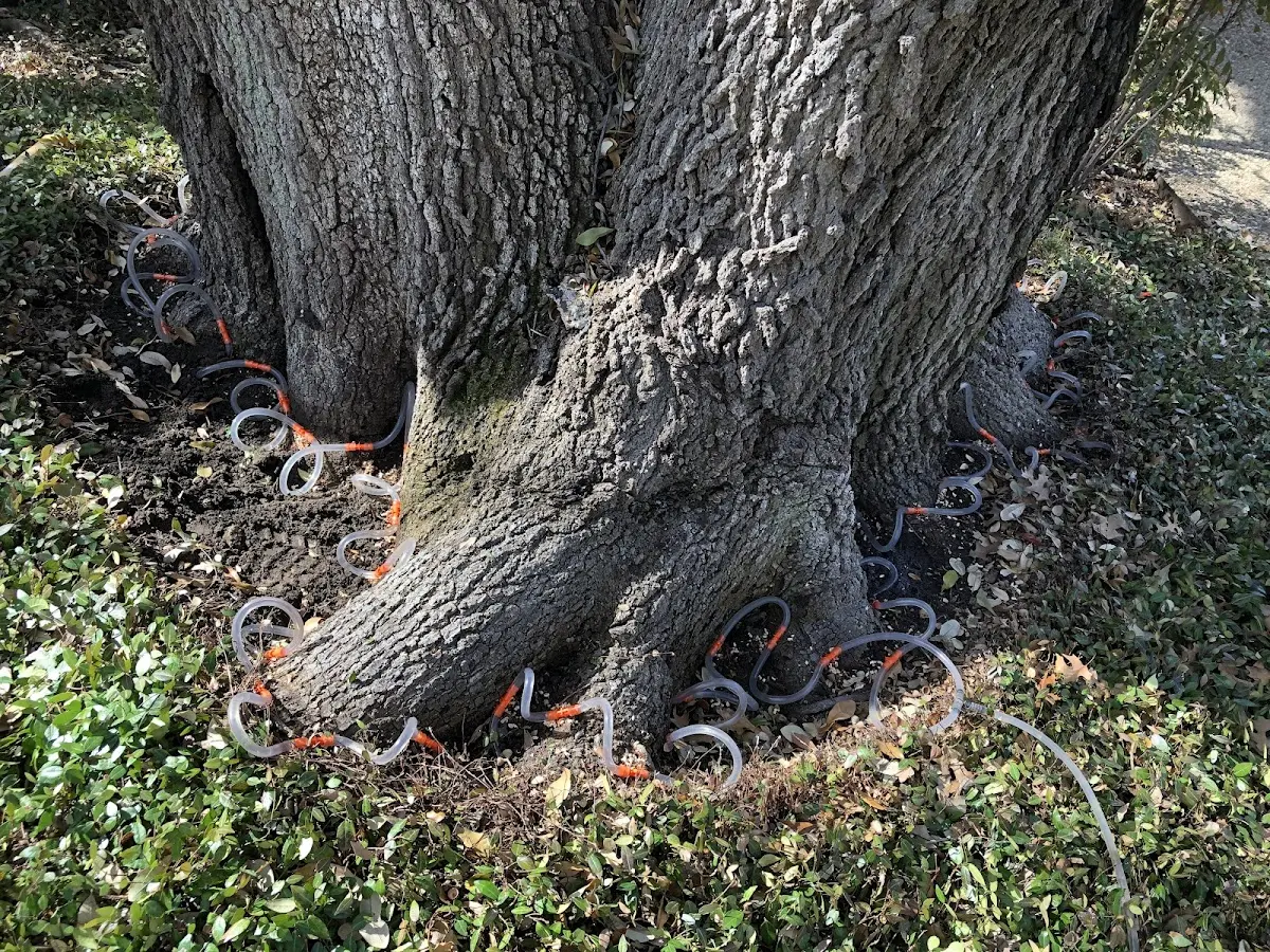 Detailed Shrub and Hedge Trimming job site in Lingleville