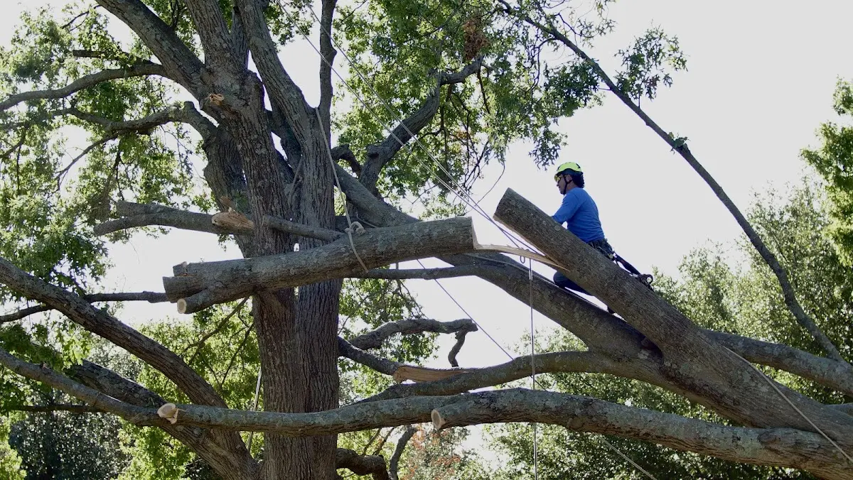 Professional Crown Thinning performed by certified arborists in Lingleville